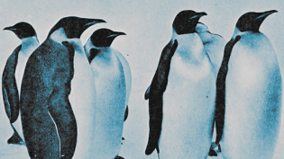 Penguins Penguins